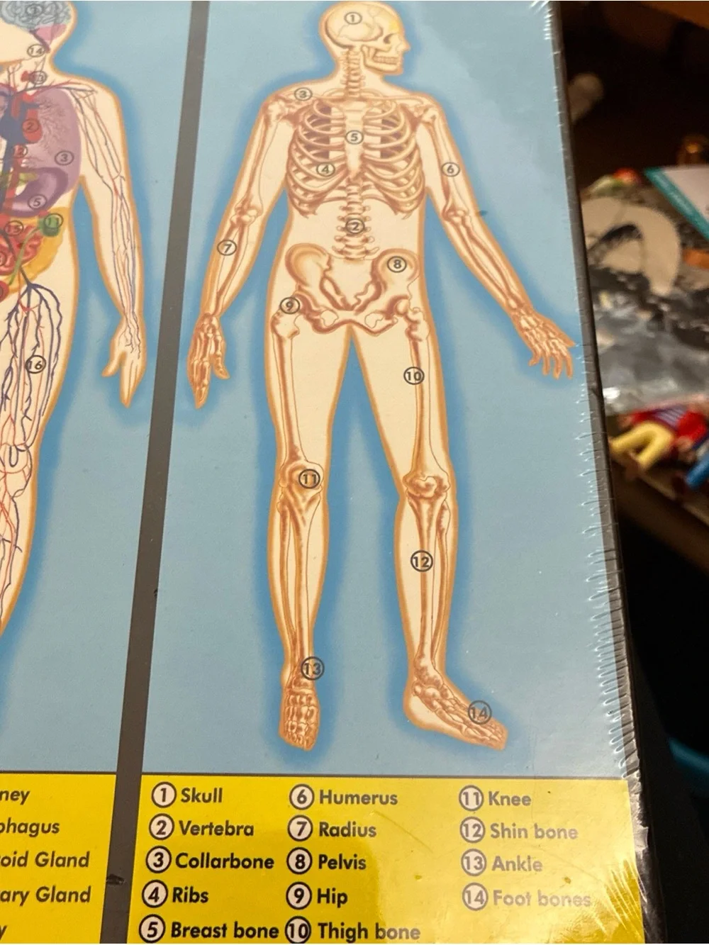 Melissa & Doug colorful human